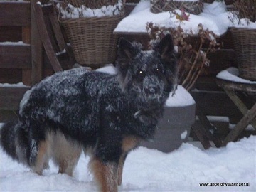 Bajka poseert in de sneeuw